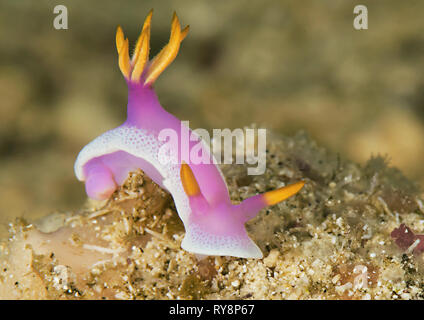 Riesige Doris apolegma Risbecia apolegma Nacktschnecke () Kriechen auf Coral von Bali. Indonesien Stockfoto