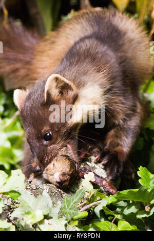 Baummarder (Martes martes) Töten und Essen Junge graue Eichhörnchen. In Gefangenschaft unter kontrollierten Bedingungen fotografiert. Stockfoto