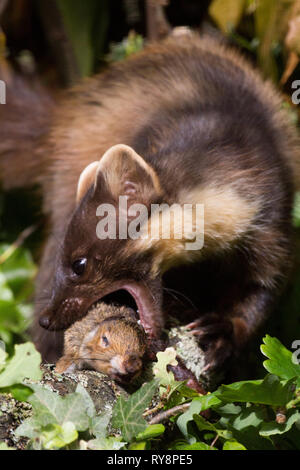 Baummarder (Martes martes) Töten und Essen Junge graue Eichhörnchen. In Gefangenschaft unter kontrollierten Bedingungen fotografiert. Stockfoto