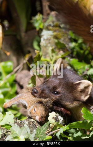 Baummarder (Martes martes) Töten und Essen Junge graue Eichhörnchen. In Gefangenschaft unter kontrollierten Bedingungen fotografiert. Stockfoto