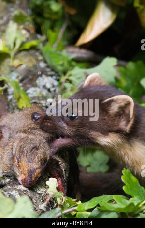 Baummarder (Martes martes) Töten und Essen Junge graue Eichhörnchen. In Gefangenschaft unter kontrollierten Bedingungen fotografiert. Stockfoto