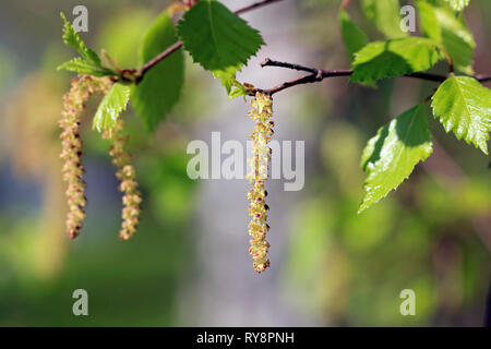 Birke (Betula) Blüten oder palmkätzchen und grüne Blätter im Frühjahr. Birkenpollen Allergie ist eine gemeinsame saisonale Allergien. Stockfoto