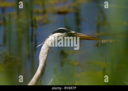 Graureiher (Ardea cinerea) Vignettierten durch gemeinsame Schilf, auf den Rand von Süßwasser-Sumpf warten, um Fische zu fangen ausgeblendet Stockfoto