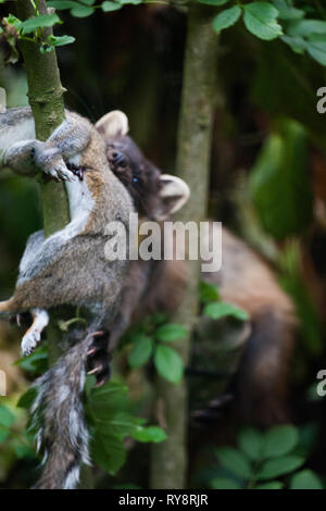 Baummarder (Martes martes) Töten und Essen Junge graue Eichhörnchen. In Gefangenschaft unter kontrollierten Bedingungen fotografiert. Stockfoto