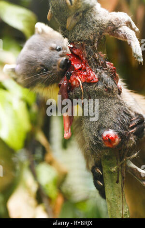 Baummarder (Martes martes) Töten und Essen Junge graue Eichhörnchen. In Gefangenschaft unter kontrollierten Bedingungen fotografiert. Stockfoto