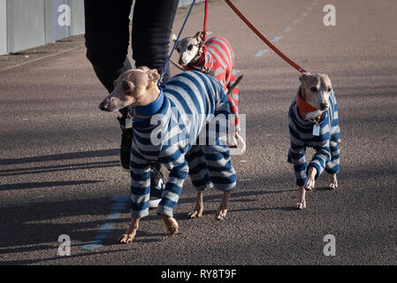 NEC, Birmingham, England, UK. 7. MÄRZ 2019. / Erste gehalten 1891, Crufts sagte ist der größte seiner Art in der Welt zu sein, die jährliche 4-d Stockfoto