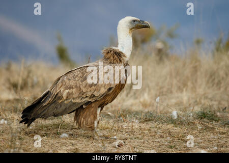 Gänsegeier (Tylose in Fulvus), auf dem Boden nach der Fütterung, in den Aragonesischen Pyrenäen, Aragon, Spanien Stockfoto