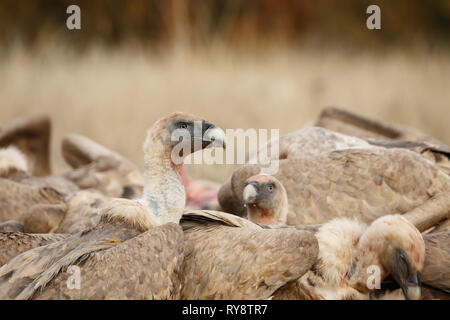 Gänsegeier (Tylose in Fulvus), in der Gruppe nach der Fütterung, in den Aragonesischen Pyrenäen, Aragon, Spanien Stockfoto