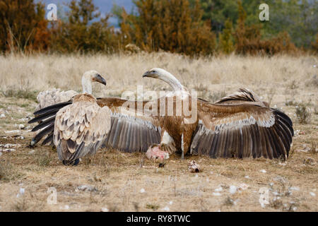 Gänsegeier (Tylose in Fulvus), widersprüchliche für Futtermittel, in Pyrenäen Aragon, Spanien Stockfoto