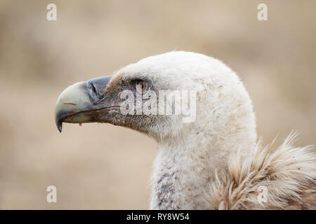 Gänsegeier (Tylose in Fulvus), Porträt, Nahaufnahme, in den Aragonesischen Pyrenäen, Aragon, Spanien Stockfoto