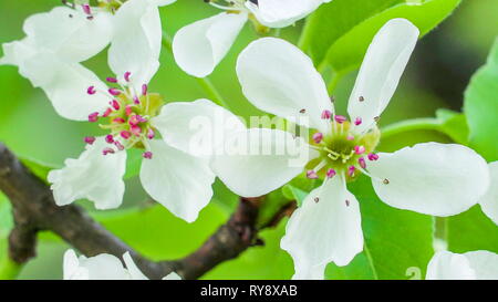 Zwei blühenden Blumen der gemeinsamen Anlage oder die Birne Pyrus Communis Pflanze mit weißen Blütenblättern Stockfoto