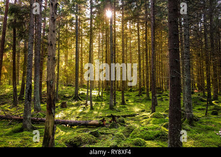 Gemütliche bemoosten grünen Wald mit warmen Zurück-Licht in den Sonnenuntergang. Stockfoto