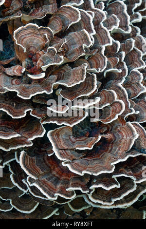 Türkei Schwanz (Trametes versicolor). Eine andere wissenschaftliche Namen sind und Polyporus Coriolus versicolor versicolor. Stockfoto