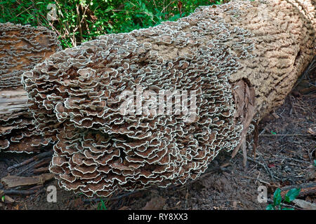 Türkei Schwanz (Trametes versicolor). Eine andere wissenschaftliche Namen sind und Polyporus Coriolus versicolor versicolor. Stockfoto