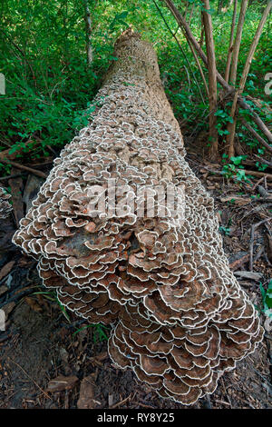 Türkei Schwanz (Trametes versicolor). Eine andere wissenschaftliche Namen sind und Polyporus Coriolus versicolor versicolor. Stockfoto