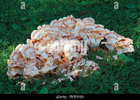 Weiß offenporige Huhn der Wälder (Laetiporus cincinnatus). Stockfoto