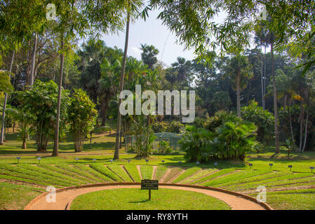 Asien, Sri Lanka, Kandy, den Botanischen Garten von Peradeniya Stockfoto