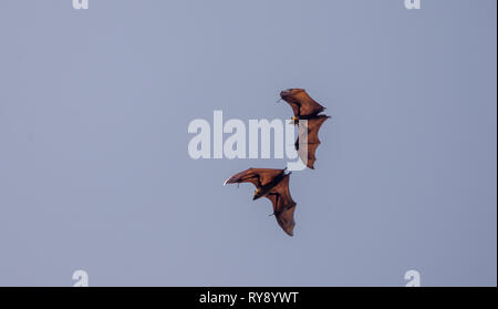 Asien, Sri Lanka, Kandy, den Botanischen Garten von Peradeniya, indische Flying Fox, Pteropus giganteus Stockfoto