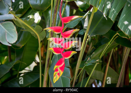 Asien, Sri Lanka, Kandy, den Botanischen Garten von Peradeniya, Heliconia Rostrata, hängende Karabinerverschluss Stockfoto
