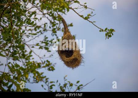 Asien, Sri Lanka, Yala National Park, baya Weaver Nest, Ploceus philippinus Nest Stockfoto