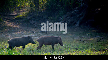 Asien, Sri Lanka, Yala Nationalpark, indische Wildschwein, Sus scrofa cristatus Stockfoto