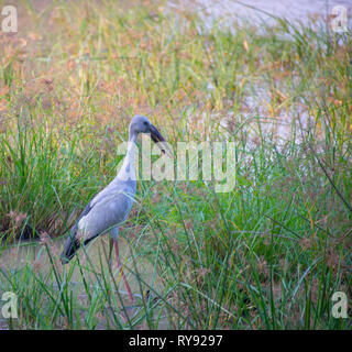 Asien, Sri Lanka, Yala National Park, Asian openbill, Asian openbill Storch, Anastomus oscitans Stockfoto