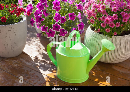 Schönen Sommer Blumen in Blumentöpfe im Garten. Chrysantheme, Petunia, Gießkanne Stockfoto