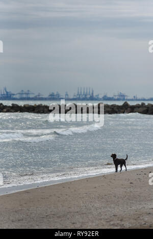Ein kleiner schwarzer Hund stand vor dem Meer am Strand Stockfoto