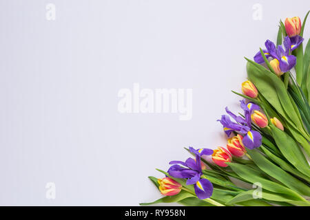 Bouquet von roten Tulpen und Iris auf einem weißen Hintergrund, leer Stockfoto