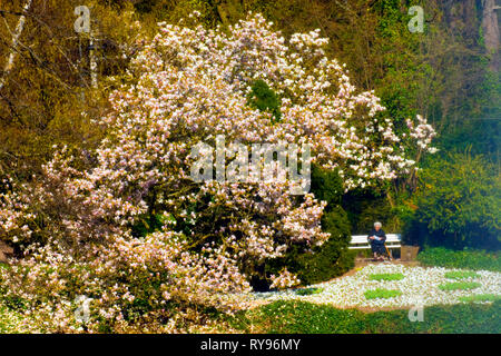 BRD, Hessen, Wiesbaden, im Kurpark Stockfoto