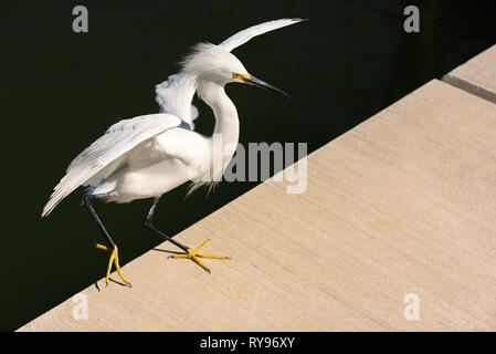 Snowy Egret (Egretta thula) Landung am Rose Marina, Marco Island, Florida, USA Stockfoto