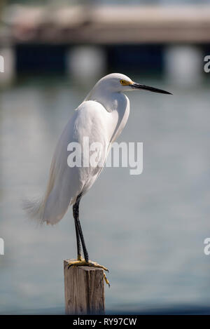 Snowy Egret (Egretta thula) auf einen Pfosten an Rose Marina, Marco Island, Florida, USA gehockt Stockfoto