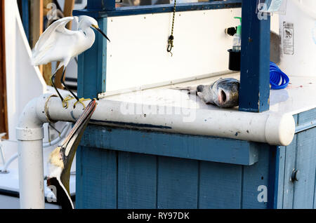 Snowy Egret (Egretta thula) eyeing herauf einen großen Fisch an der Rose Marina, Marco Island, Florida, USA Stockfoto