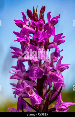 Nahaufnahme Detail einer frühen Purple Orchid Flower Spike (Orchis mascula) wachsen in einer ruhigen North Devon Wiese. Stockfoto