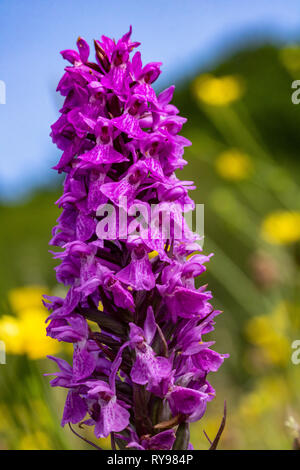 Eine frühe Purple Orchid Flower Spike (Orchis mascula) wachsen in einem Devon Wiese Detail. Stockfoto