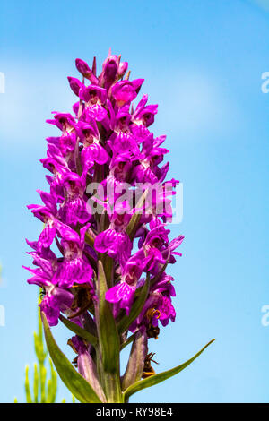 Nahaufnahme Detail einer frühen Purple Orchid Flower Spike (Orchis mascula) vor blauem Himmel, Wachsen in einem Devon Wiese. Stockfoto