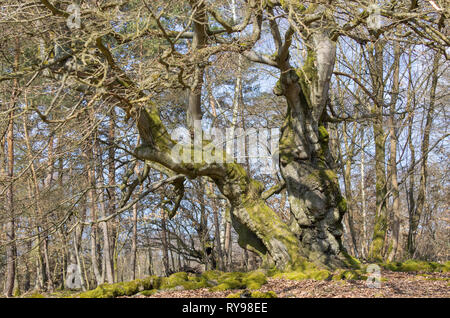 Märchenwald alte Buche - Alter knorriger märchenhafter Winter Hutebaum Halloh Kellerwald alte Buchen... alter Wald. Stockfoto