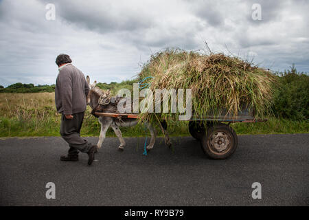 Enniscrone, Sligo, Irland. August 13, 2009. Ein Bauer bringt home Schilf mit diesem Esel und Warenkorb in Enniscrone, Co Sligo Irland Stockfoto