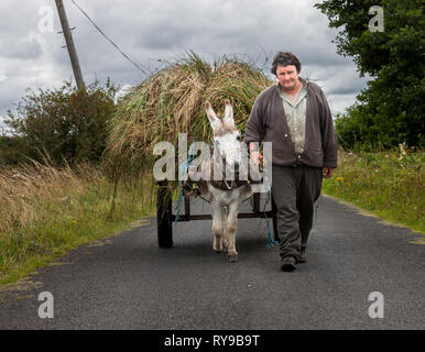 Enniscrone, Sligo, Irland. August 13, 2009. Ein Bauer bringt home Schilf mit diesem Esel und Warenkorb in Enniscrone, Co Sligo Irland Stockfoto