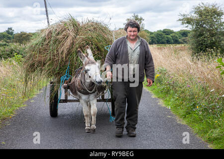 Enniscrone, Sligo, Irland. August 13, 2009. Ein Bauer bringt home Schilf mit diesem Esel und Warenkorb in Enniscrone, Co Sligo Irland Stockfoto