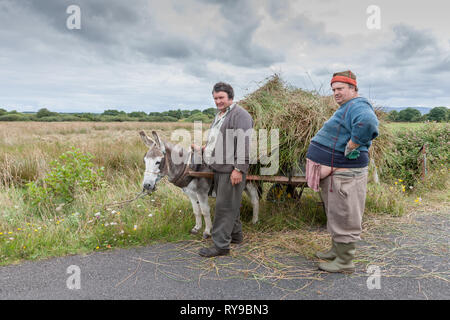 Enniscrone, Sligo, Irland. August 13, 2009. Ein Bauer bringt home Schilf mit diesem Esel und Warenkorb in Enniscrone, Co Sligo Irland Stockfoto