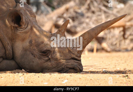 Rhino in Safari Park. Israel. Stockfoto