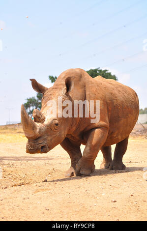 Rhino in Safari Park. Israel. Stockfoto