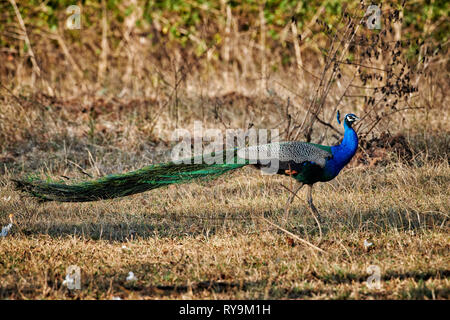 Gemeinsame Peacock, Indischen Pfauen oder blauen Pfau, Pavo cristatus, Bandipur Tiger Reserve, Karnataka, Indien Stockfoto
