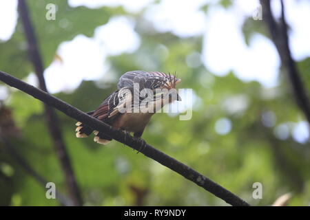 Hoatzin (Opisthocomus hoazin) in Ecuador, Südamerika Stockfoto