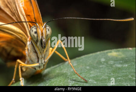 Makro Nahaufnahme der Dryas Iulia, Flamme Schmetterling auf grüne Blätter, high Detail Stockfoto