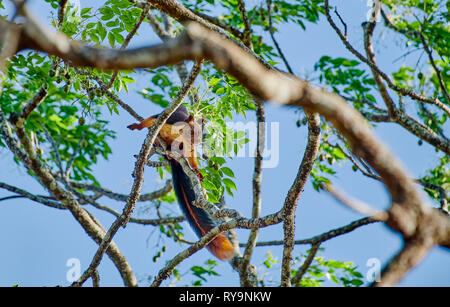 Indische Riese Eichhörnchen oder Malabar Riese Eichhörnchen, (Ratufa indica), Cairo, Nagarhole Tiger Reserve, Karnataka, Indien Stockfoto