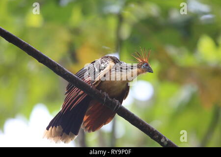 Hoatzin (Opisthocomus hoazin) in Ecuador, Südamerika Stockfoto