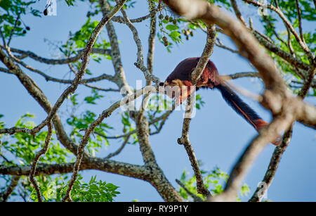 Indische Riese Eichhörnchen oder Malabar Riese Eichhörnchen, (Ratufa indica), Cairo, Nagarhole Tiger Reserve, Karnataka, Indien Stockfoto