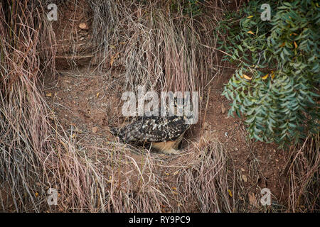 Indischer Uhu (Bubo Bengalensis), Hampi, Karnataka, Indien Stockfoto